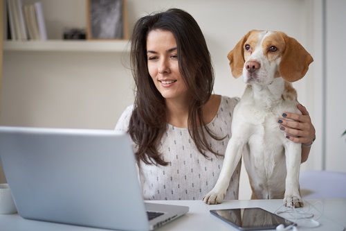 telerradiologia veterinaria